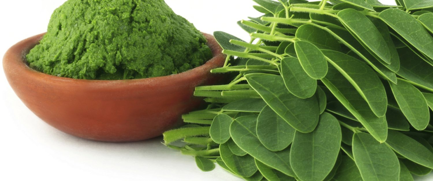Moringa Umbilla Moringa Umbilla
