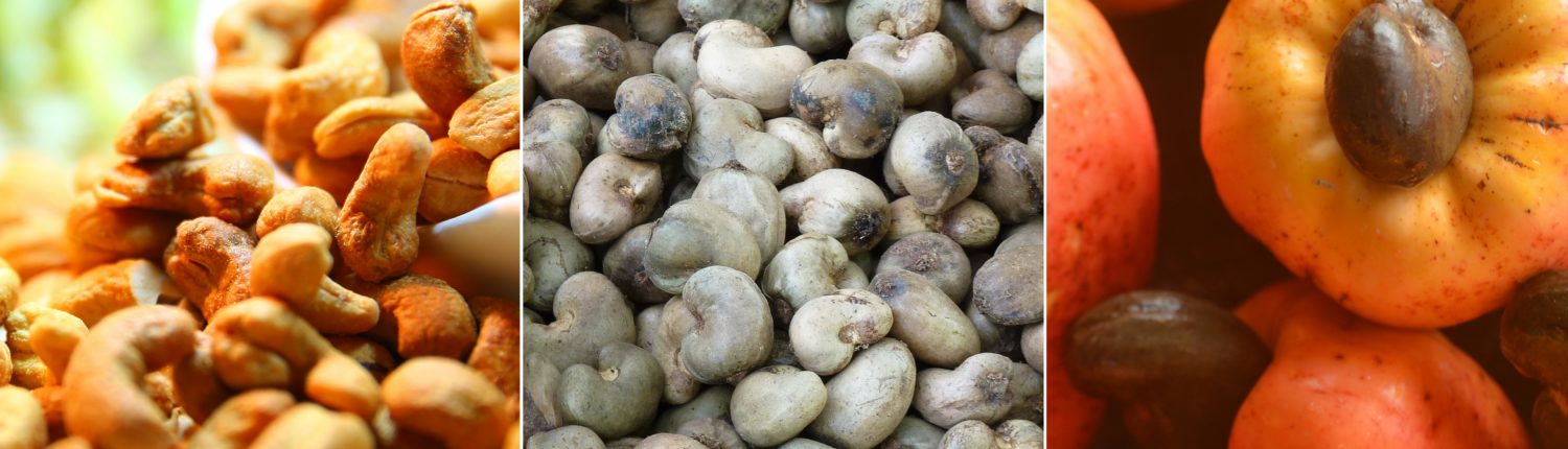 castanha