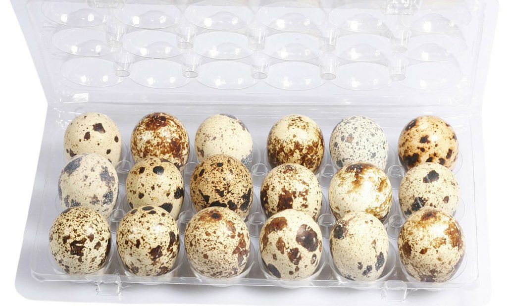 Umbilla quail Eggs Umbilla quail Eggs