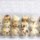 Umbilla quail Eggs